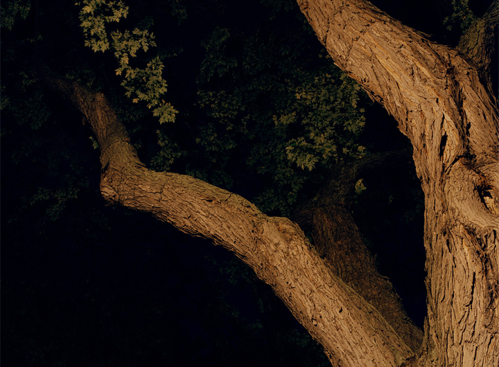 aboumrad-arbre vitrines_arbre